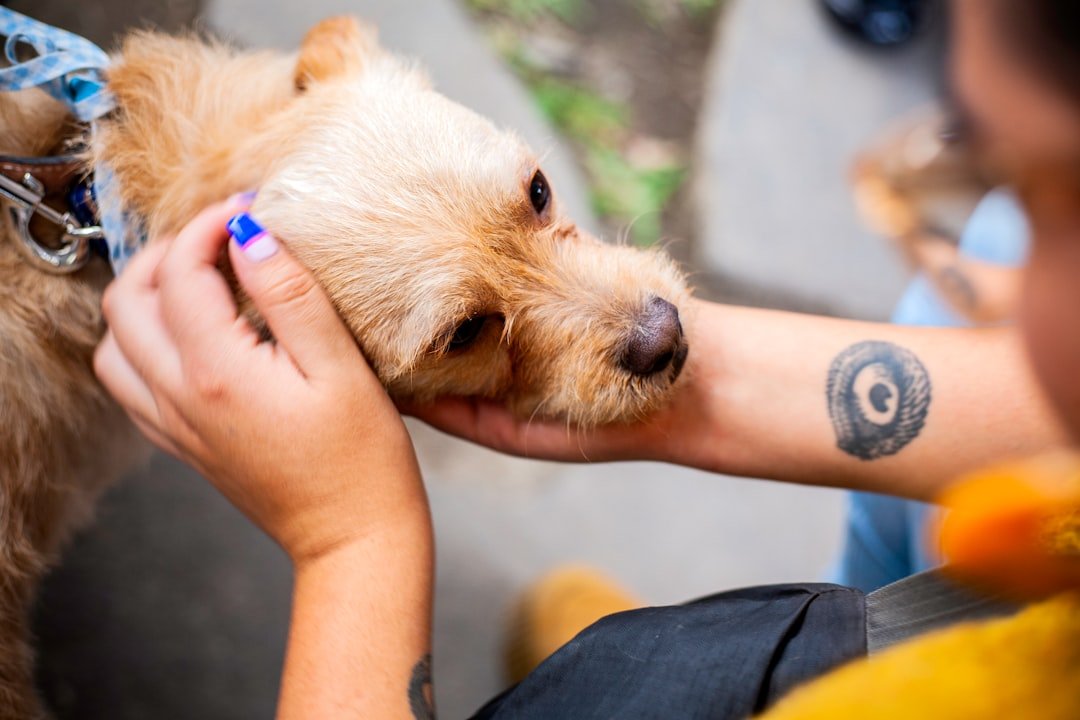 Probiótico para cachorro: tutor segurando com carinho o rosto de um cão