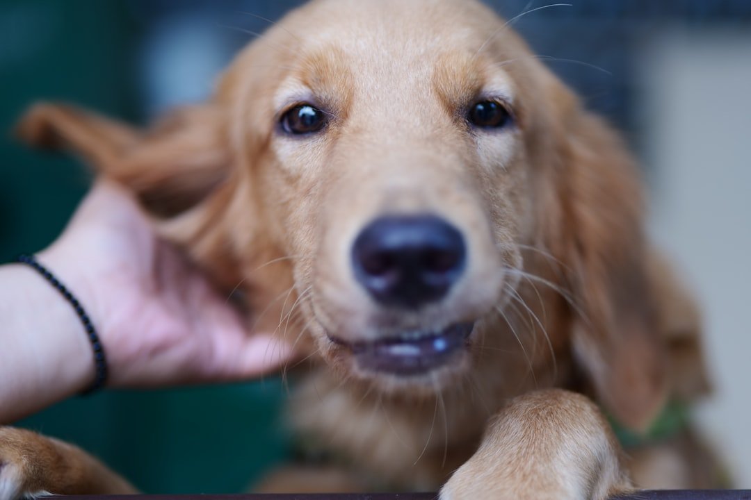 Probiótico para cachorro: pessoa acariciando a orelha de um golden retriever