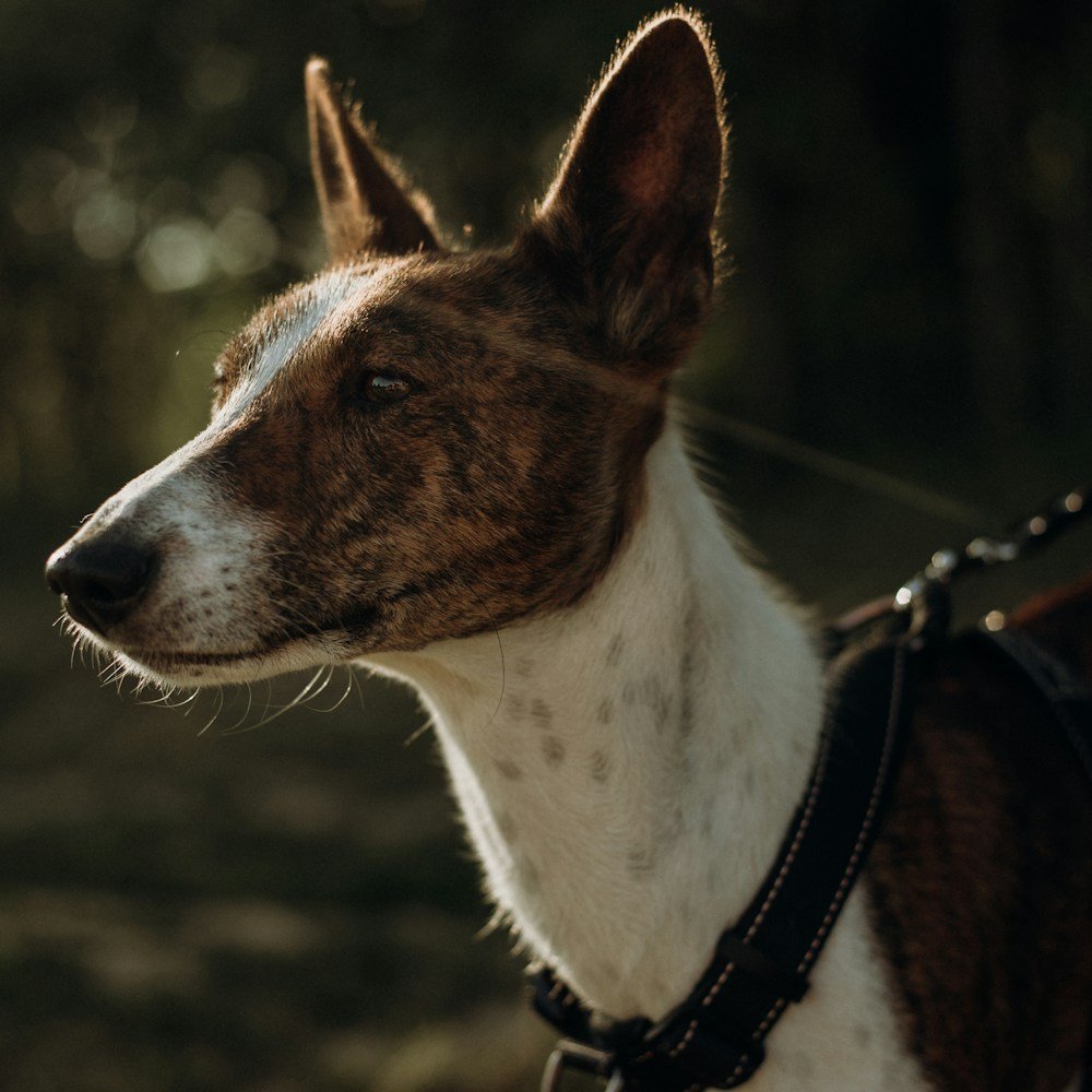 As 12 Raças de Cachorro que Não Soltam Pelo: Guia Completo Raças de cachorro que não soltam pelo: Basenji com orelhas eretas e expressão atenta