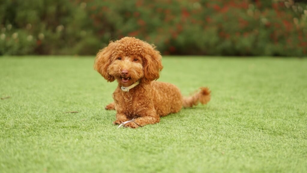 Raças de cachorro que não soltam pelo: Poodle de pelagem encaracolada deitado no gramado