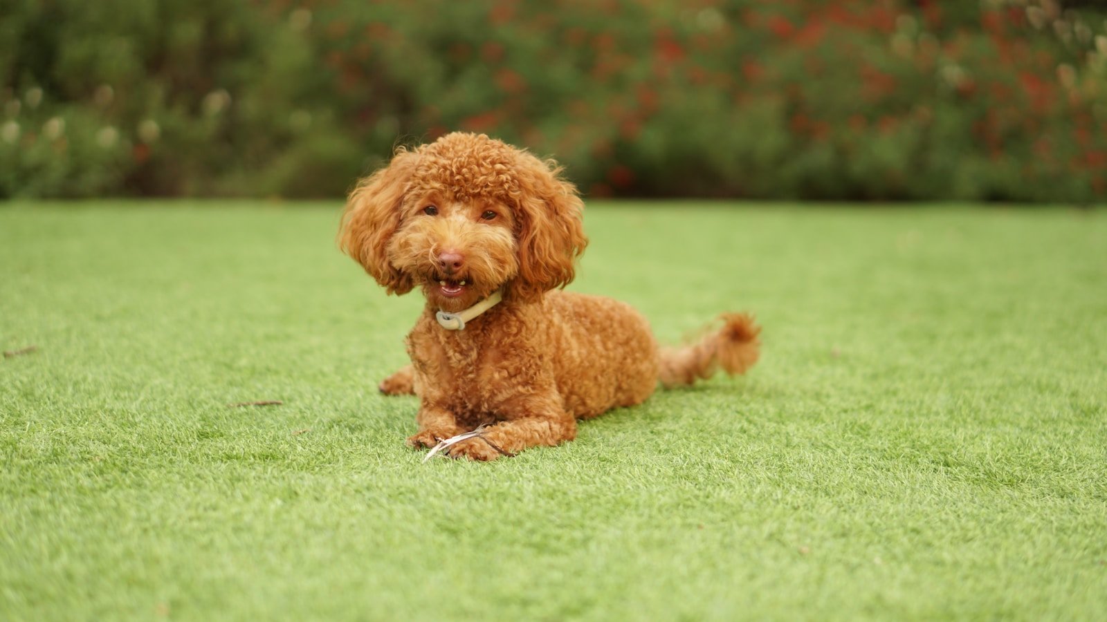Raças de cachorro que não soltam pelo: Poodle de pelagem encaracolada deitado no gramado