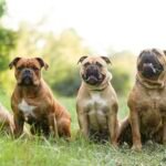 Raças de cachorro de diferentes portes sentadas lado a lado ao ar livre