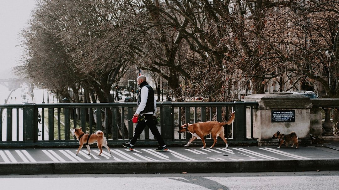 Raças de cachorro de tamanhos variados sendo passeadas juntas por um tutor