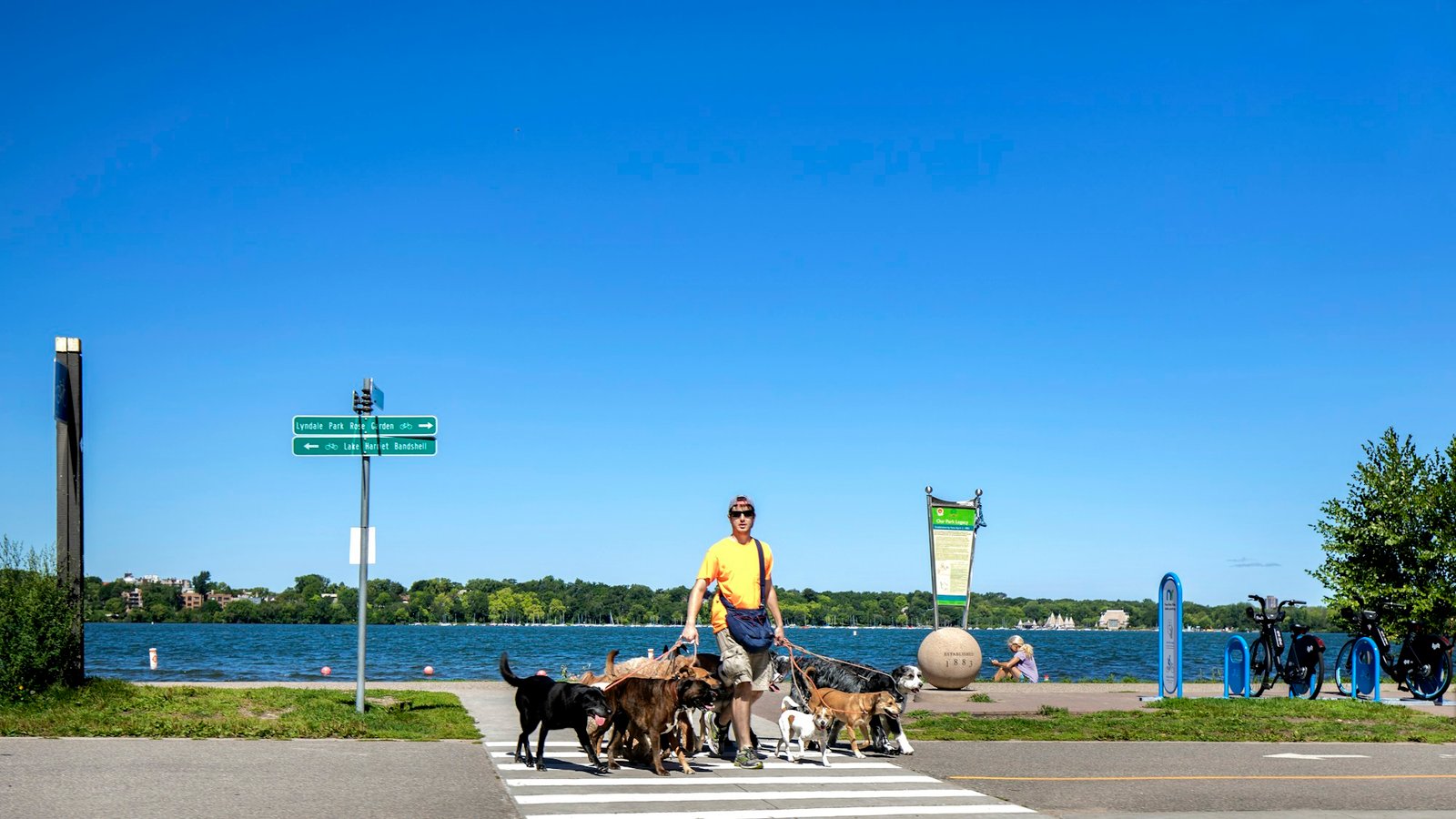 Raças de cachorro: tutor passeando com vários cães de portes diferentes na coleira