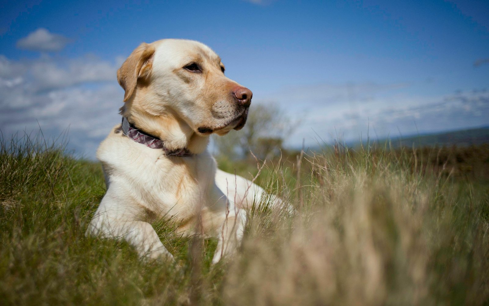 Raças de cachorro grande: Labrador de porte grande deitado em campo aberto