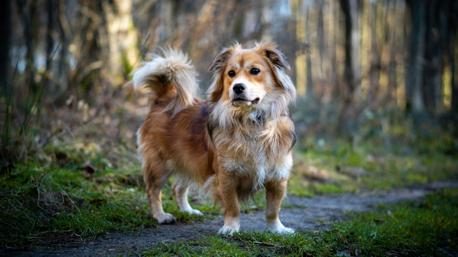 Raças de cachorro médio: cão de porte médio e pelagem longa caminhando em trilha