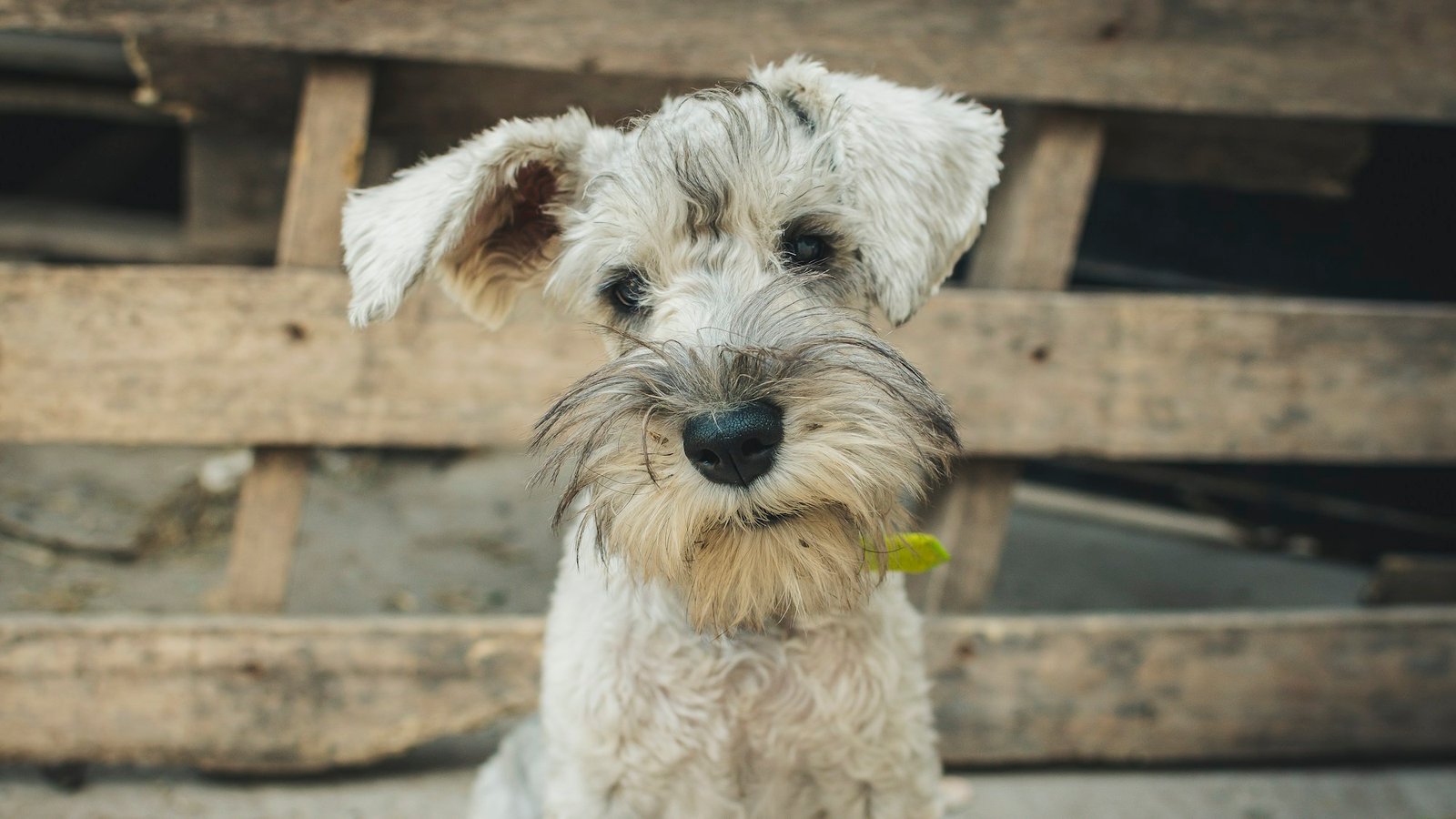 Raças de cachorro que não soltam pelo: Schnauzer de pelagem dura típica da raça