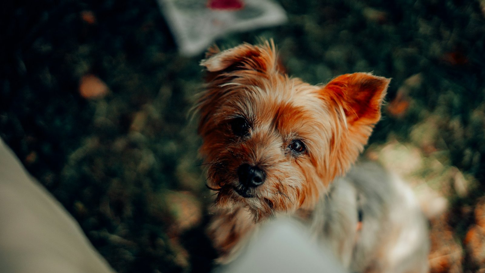 Raças de cachorro pequeno: close de um Yorkshire Terrier, exemplo de porte pequeno