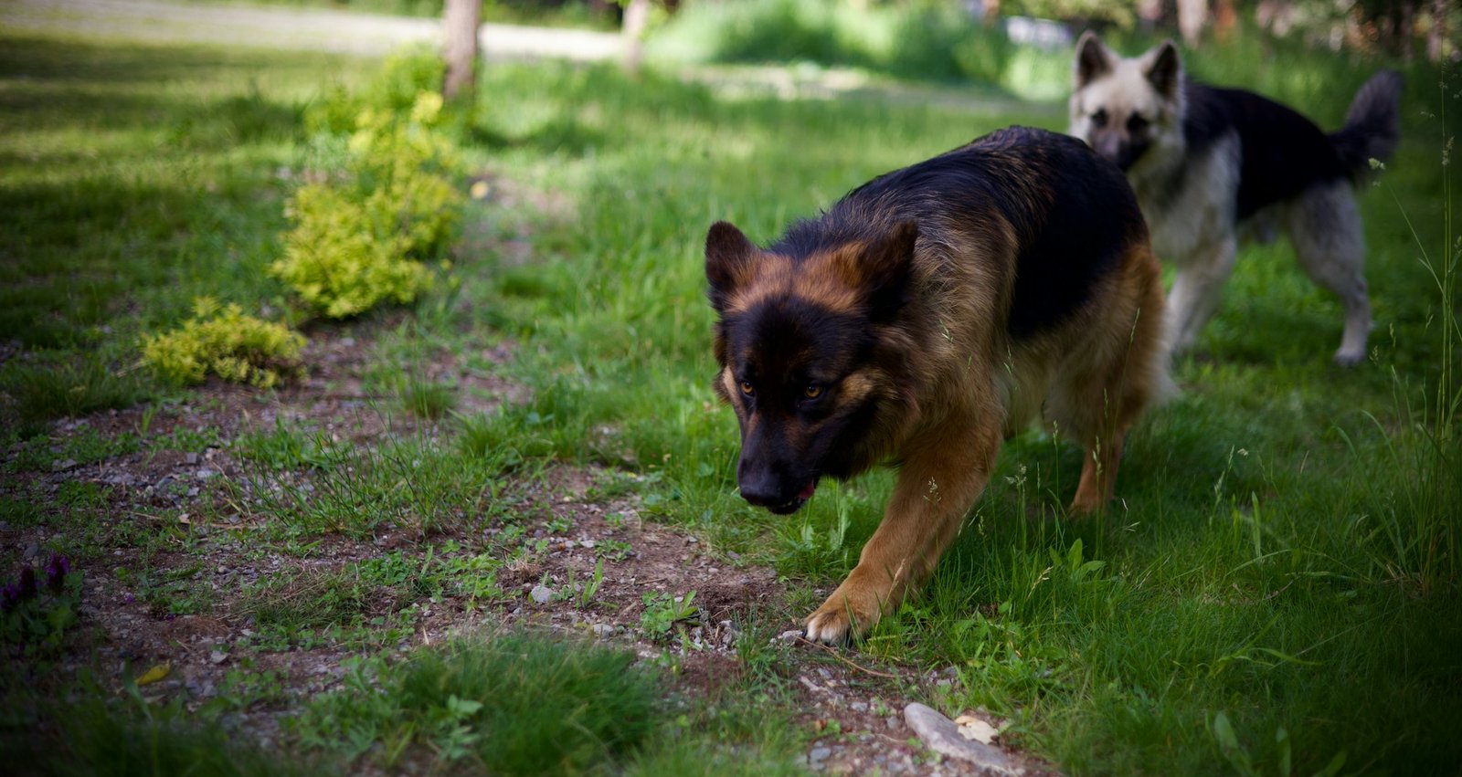Raças de cachorro com vocação para o trabalho: dupla de Pastores Alemães em treinamento