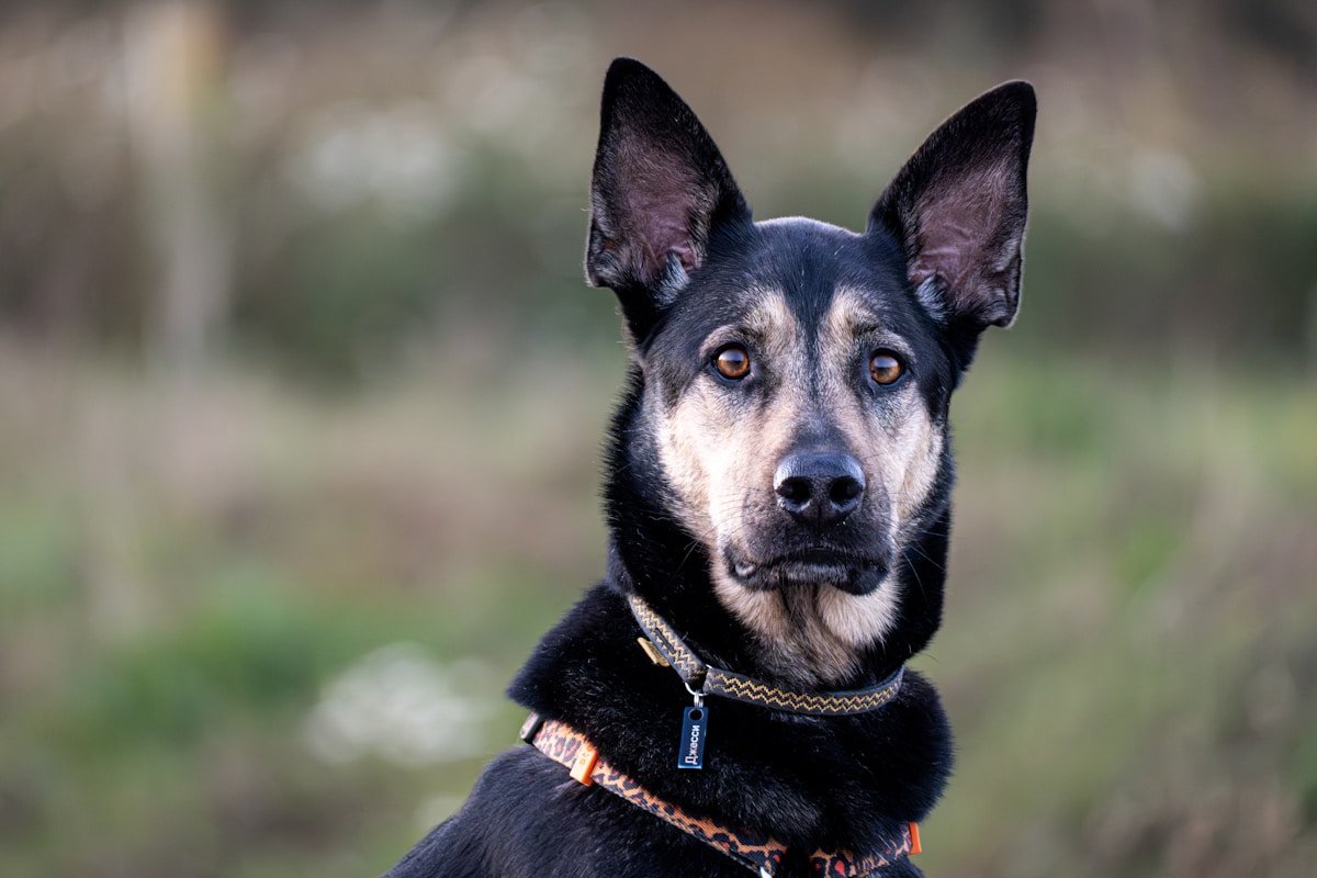 Cachorra atenta, com as orelhas em pé, primeiro sinal físico de que o cio começou.