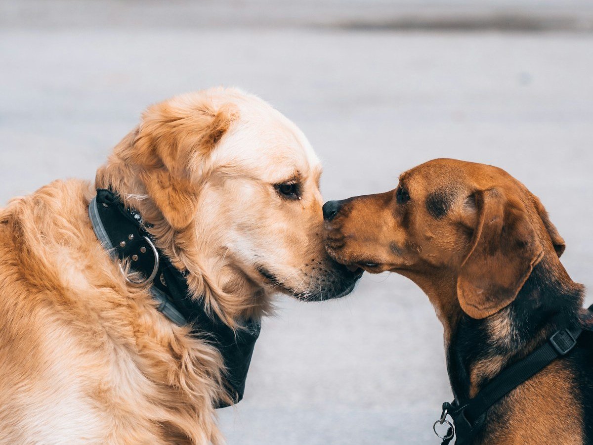 Dois cães encostando o focinho, cheirando um ao outro durante um passeio.