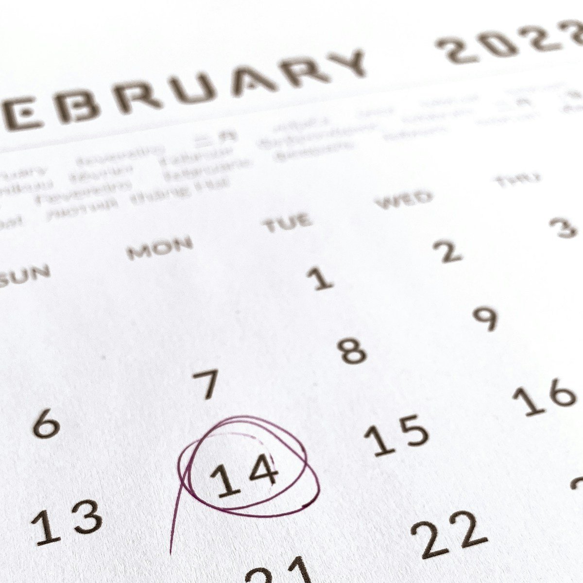 Quantos dias a cachorra fica no cio depois do sangramento: calendário com um dia circulado para marcar a contagem.