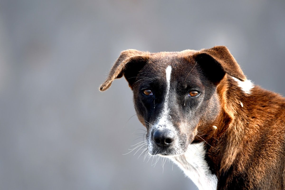 Cachorro olhando fixamente para a câmera, expressão de dúvida sobre um mito comum do cio.