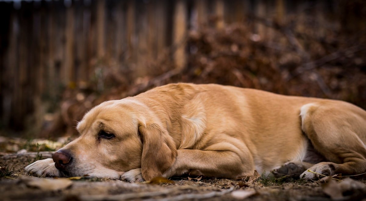 Labrador deitado no chão com a cabeça baixa e expressão de cansaço, sinal de alerta para observar.