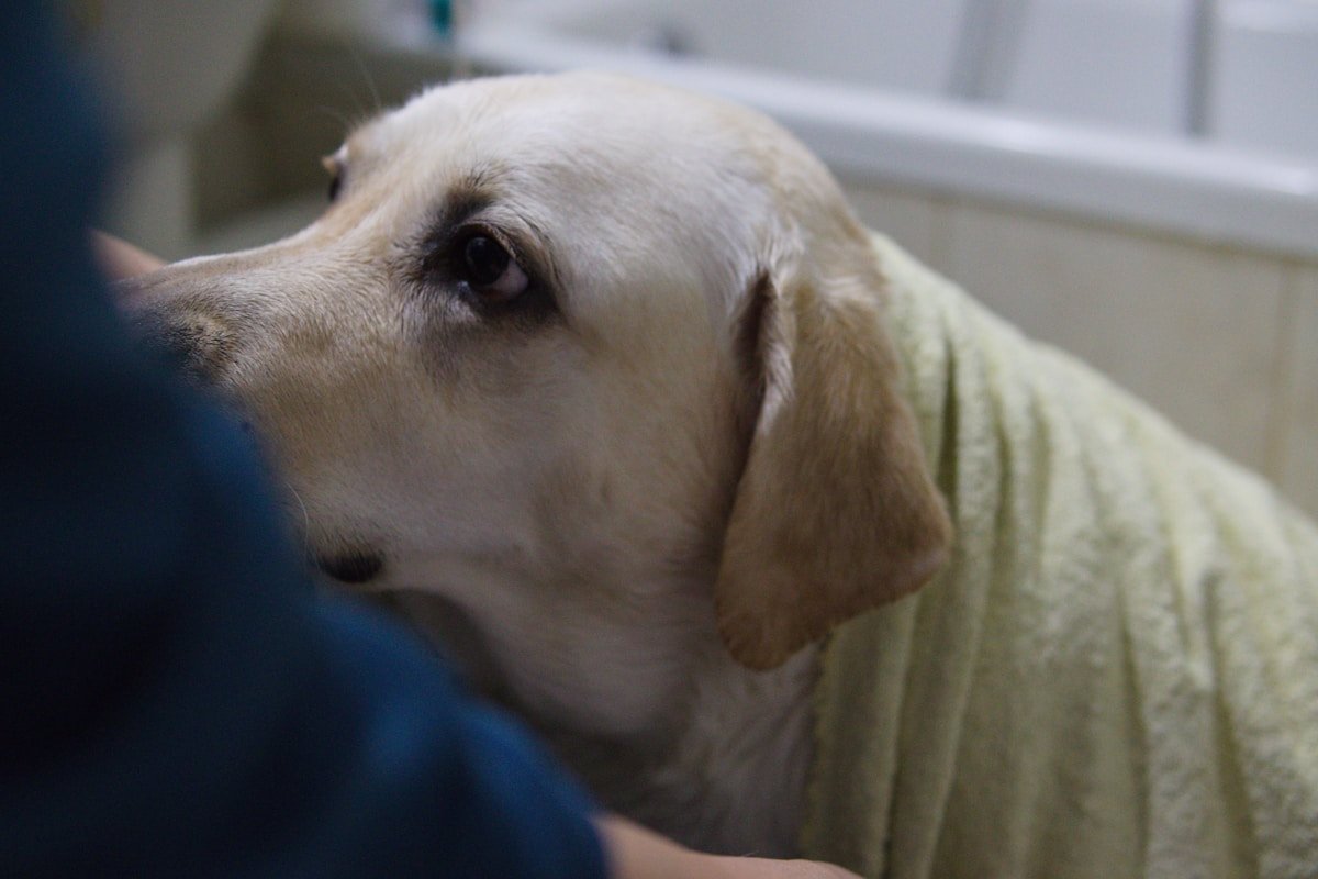 Cachorra enrolada em uma toalha macia, sendo observada de perto durante os cuidados de higiene.