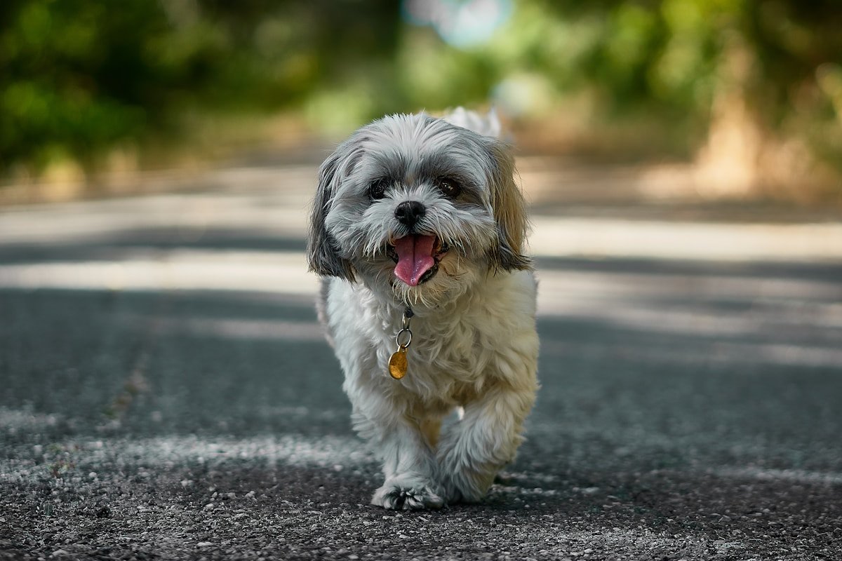 Lhasa Apso e Shih Tzu: particularidades de cada raça que você precisa saber Shih Tzu andando feliz em ambiente externo, língua de fora