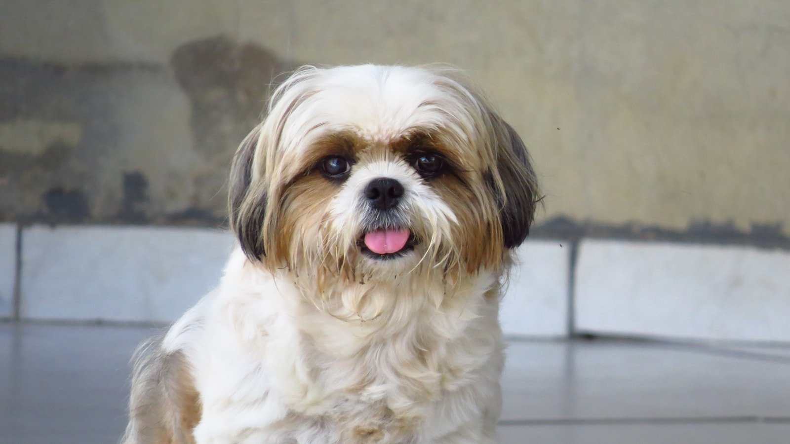 Shih Tzu de pelagem branca e caramelo, close no rosto com a língua de fora