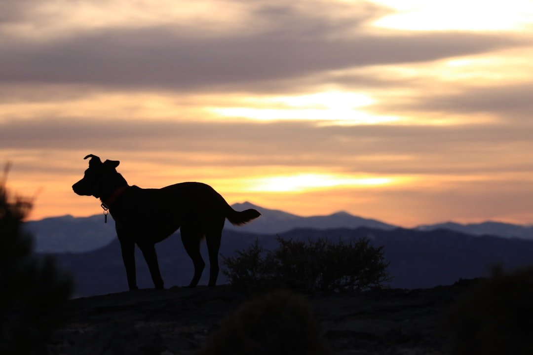 Signo do cachorro: silhueta de cão em topo de morro ao entardecer, representando o ascendente na astrologia canina
