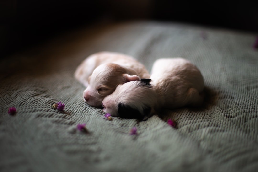 Signo do cachorro: dois filhotes recém-nascidos dormindo juntos, remetendo à data de nascimento usada no cálculo do signo