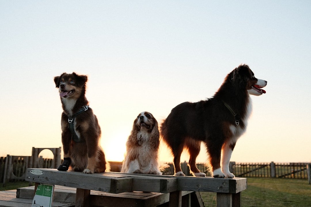 Signo do cachorro: três cães de raças diferentes lado a lado, ilustrando a variedade de personalidades entre os signos
