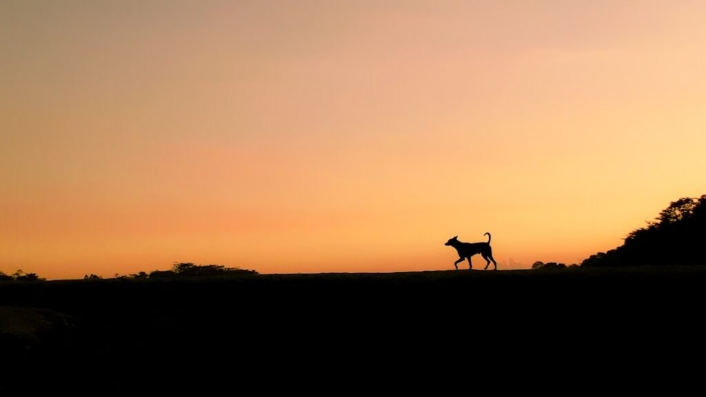 Signo do cachorro: silhueta de cão caminhando ao pôr do sol, representando o simbolismo espiritual da astrologia pet