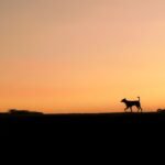 Signo do cachorro: silhueta de cão caminhando ao pôr do sol, representando o simbolismo espiritual da astrologia pet