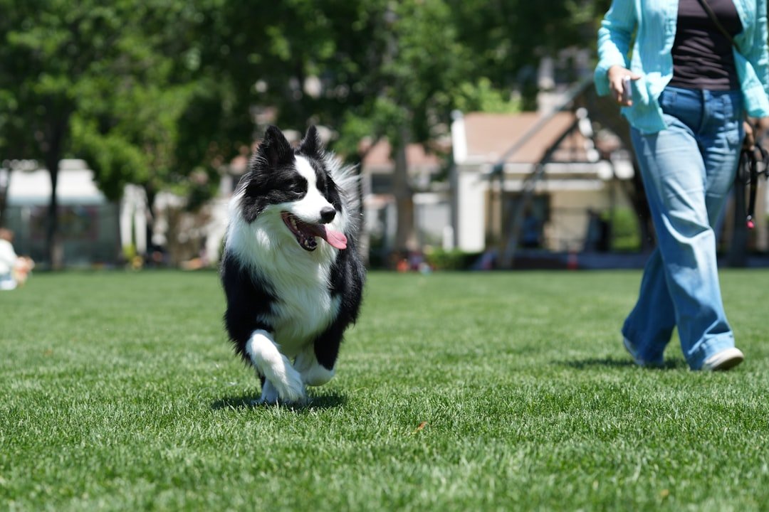 Signo do cachorro: cão correndo ao lado da tutora durante o treino no parque, aplicando a personalidade astrológica na rotina