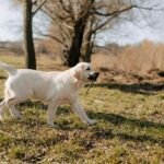 Sonhar com cachorro branco: filhote de labrador claro caminhando por um campo com um graveto na boca