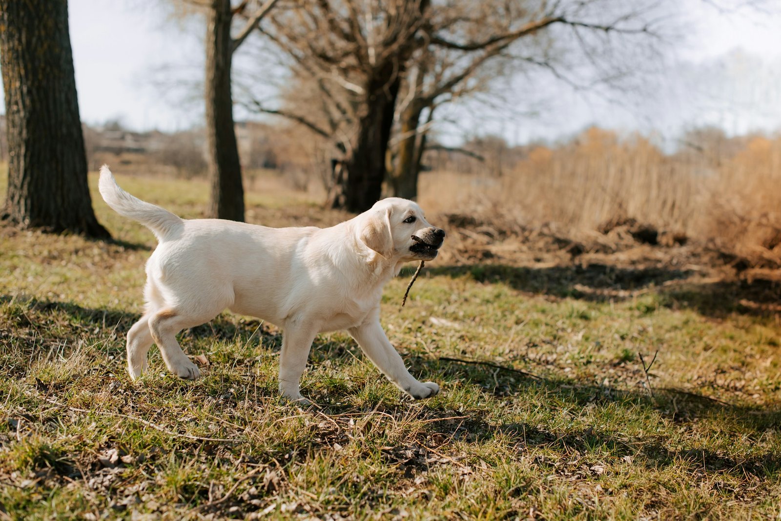 Sonhar com cachorro branco: filhote de labrador claro caminhando por um campo com um graveto na boca