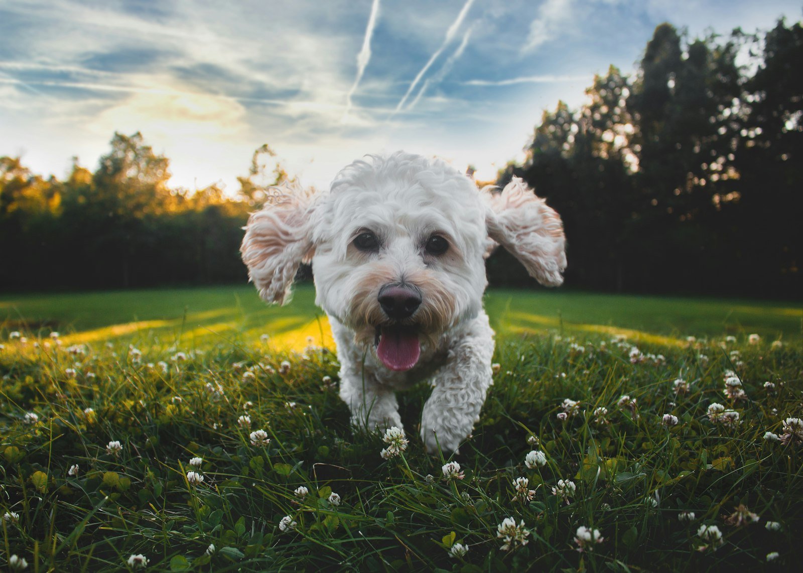 Sonhar com cachorro branco correndo: cão branco de pelagem curta correndo sobre gramado