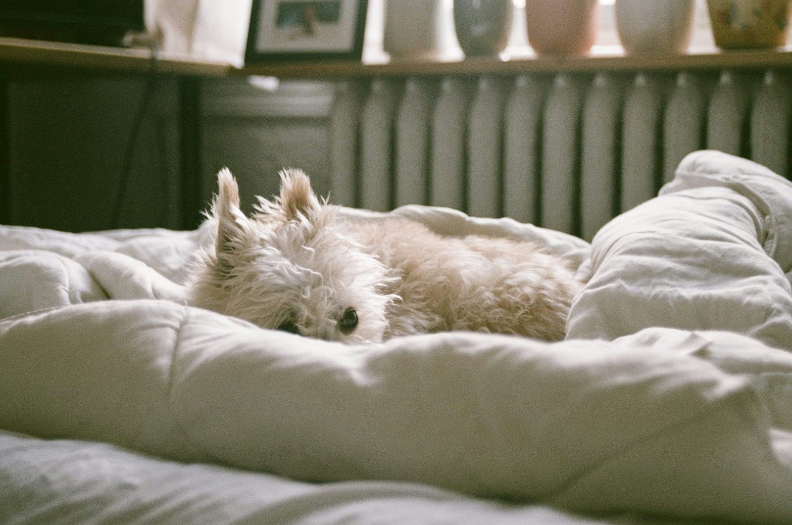 Sonhar com cachorro branco: cão branco deitado tranquilamente sobre a cama
