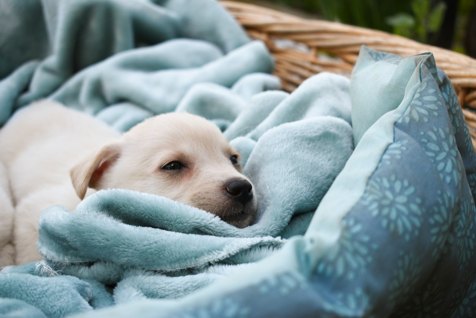 Sonhar com filhote de cachorro branco: filhote branco dormindo enrolado em cobertor azul