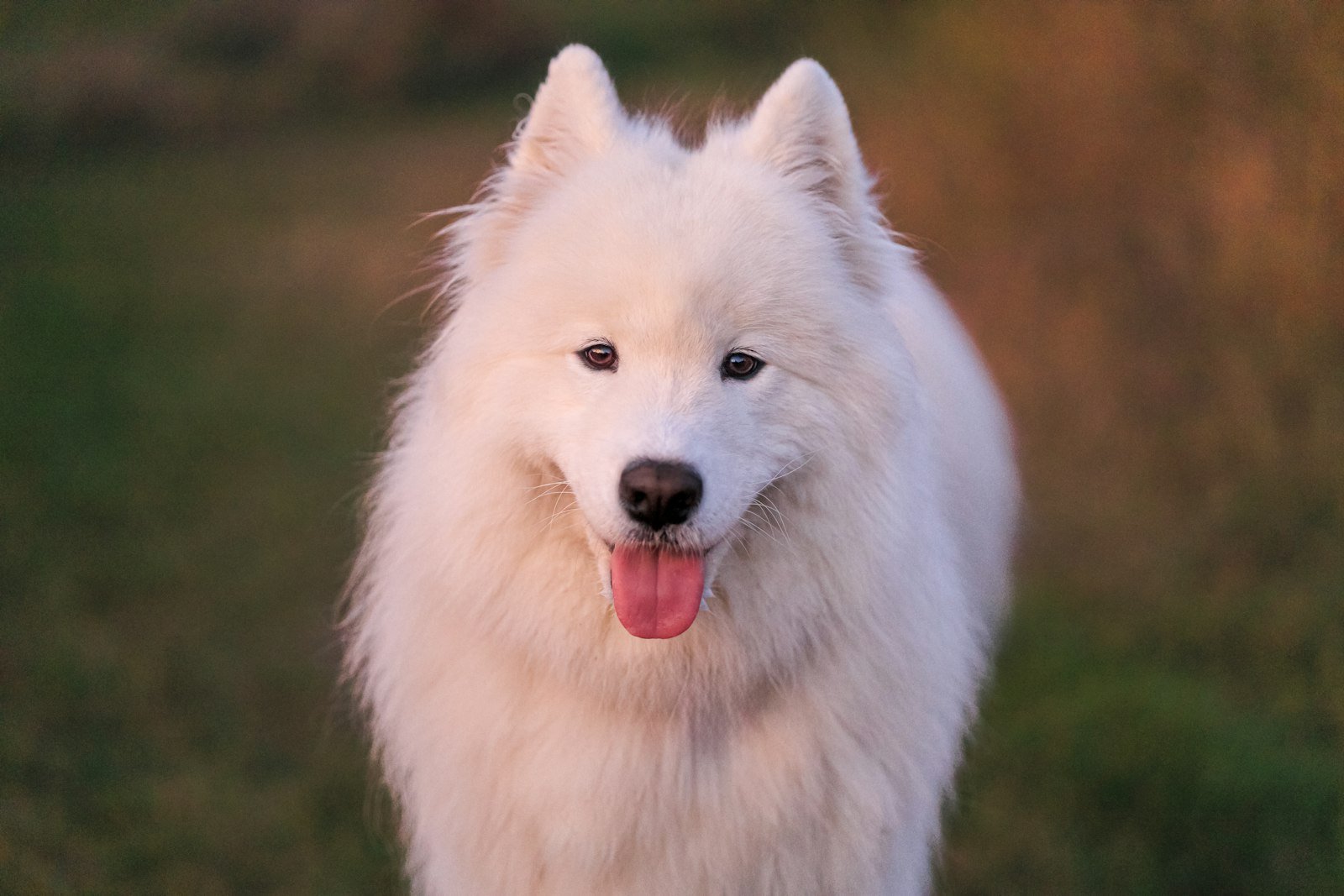 Cachorro branco significado espiritual: cão branco de porte grande em pé sobre gramado ensolarado
