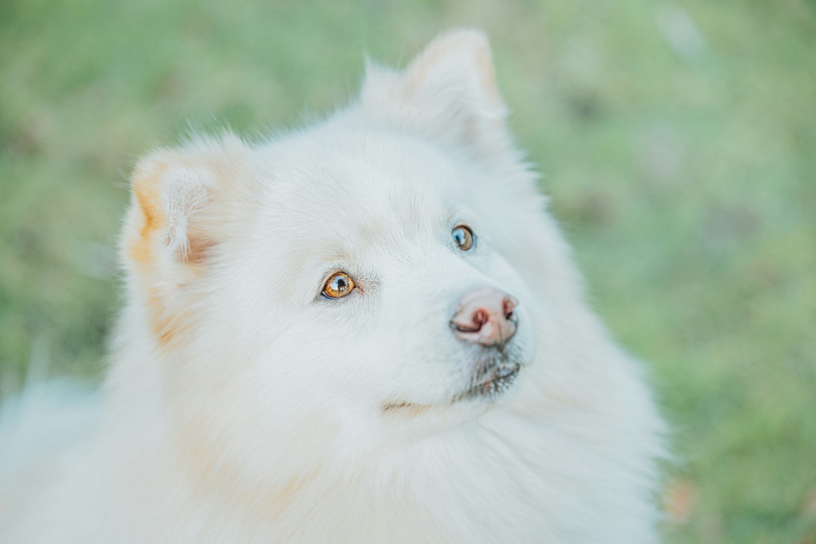 Sonhar com cachorro branco: cão branco em close, com olhar claro e intenso
