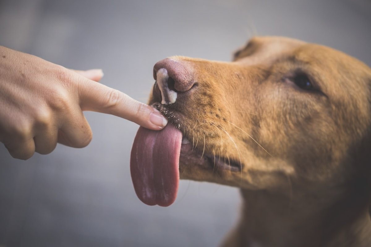 Tutor oferecendo comprimido de vitamina na boca do cão idoso