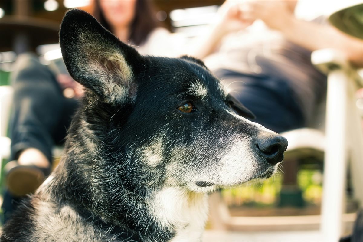 Tabela de vacinas para cachorro idoso: close do focinho grisalho de um cão sênior