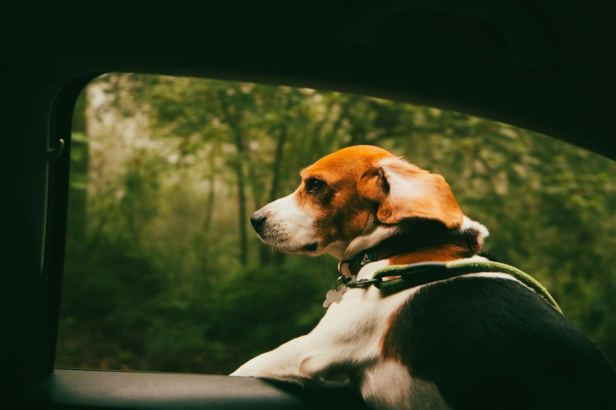 Tabela de vacinas para cachorro idoso: cão olhando pela janela do carro durante uma viagem