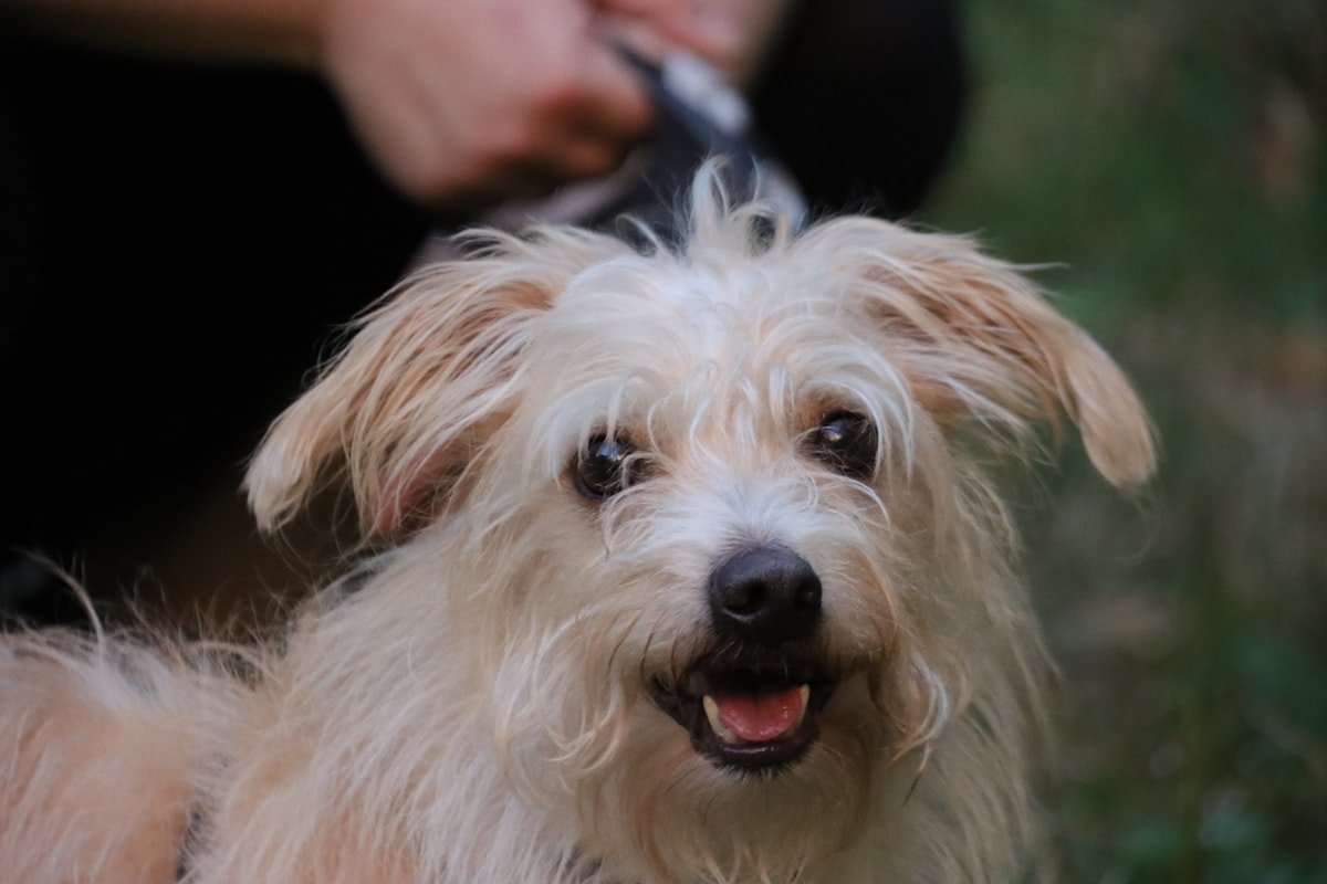 Lhasa Apso e Shih Tzu: particularidades de cada raça que você precisa saber Cão de pelagem longa sendo tosado, close nas mãos do tosador