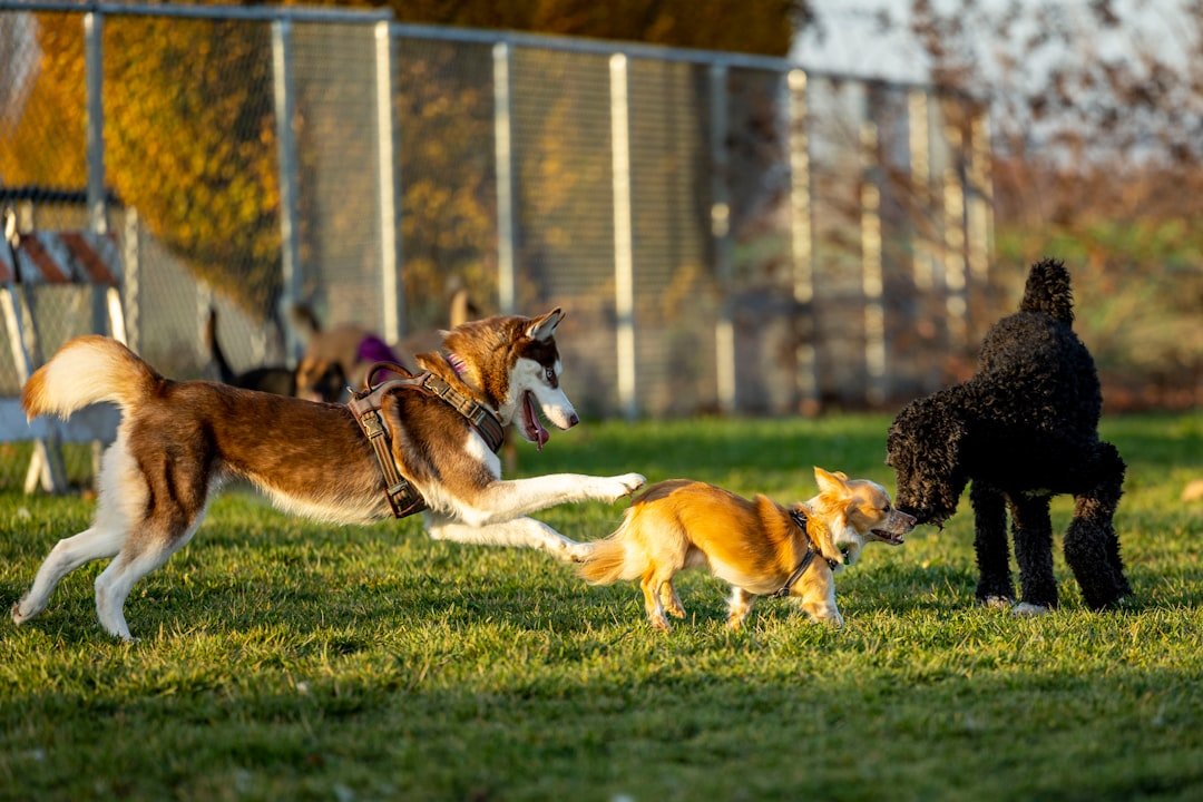 Tosse canina: cães de portes diferentes brincando juntos em área cercada, ambiente típico de contágio da tosse do canil