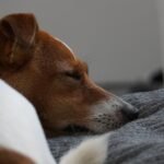 Tosse canina: cão deitado com os olhos semicerrados sobre cobertor rosa, expressão de desânimo