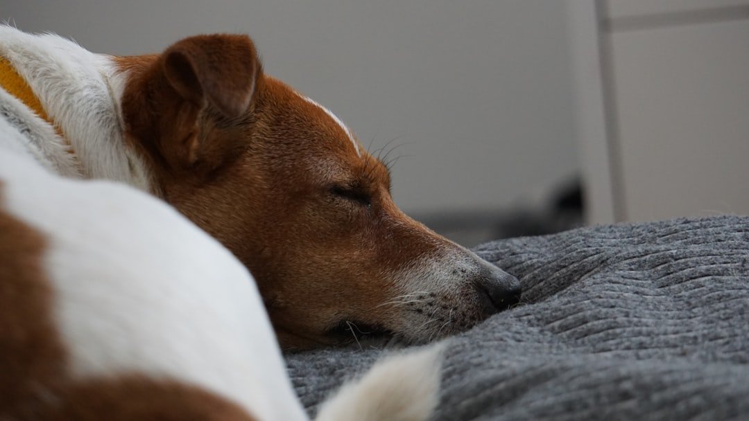 Tosse canina: cão deitado com os olhos semicerrados sobre cobertor rosa, expressão de desânimo