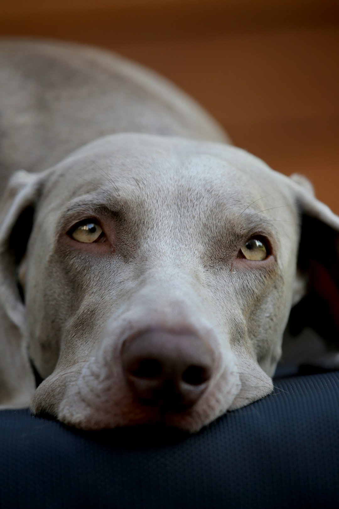 Tosse canina: cão de pelagem clara deitado e parado, comportamento associado a cansaço de origem cardíaca