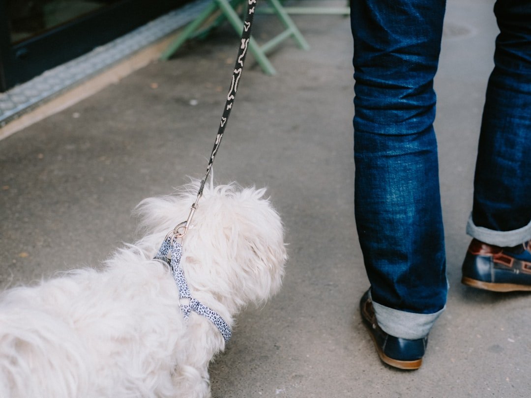Tosse canina: cão pequeno sendo conduzido pela guia junto às pernas do tutor, situação que pode pressionar a traqueia