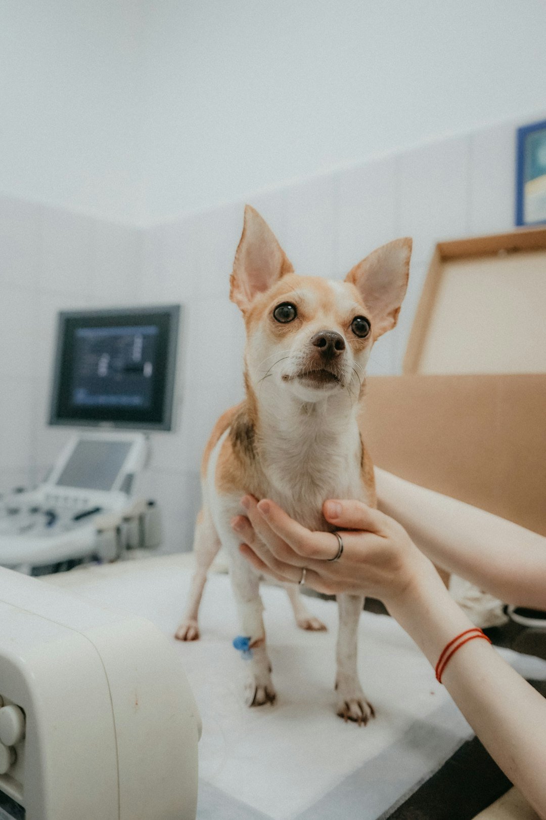 Tosse canina: veterinária segurando com cuidado um cão pequeno durante exame clínico