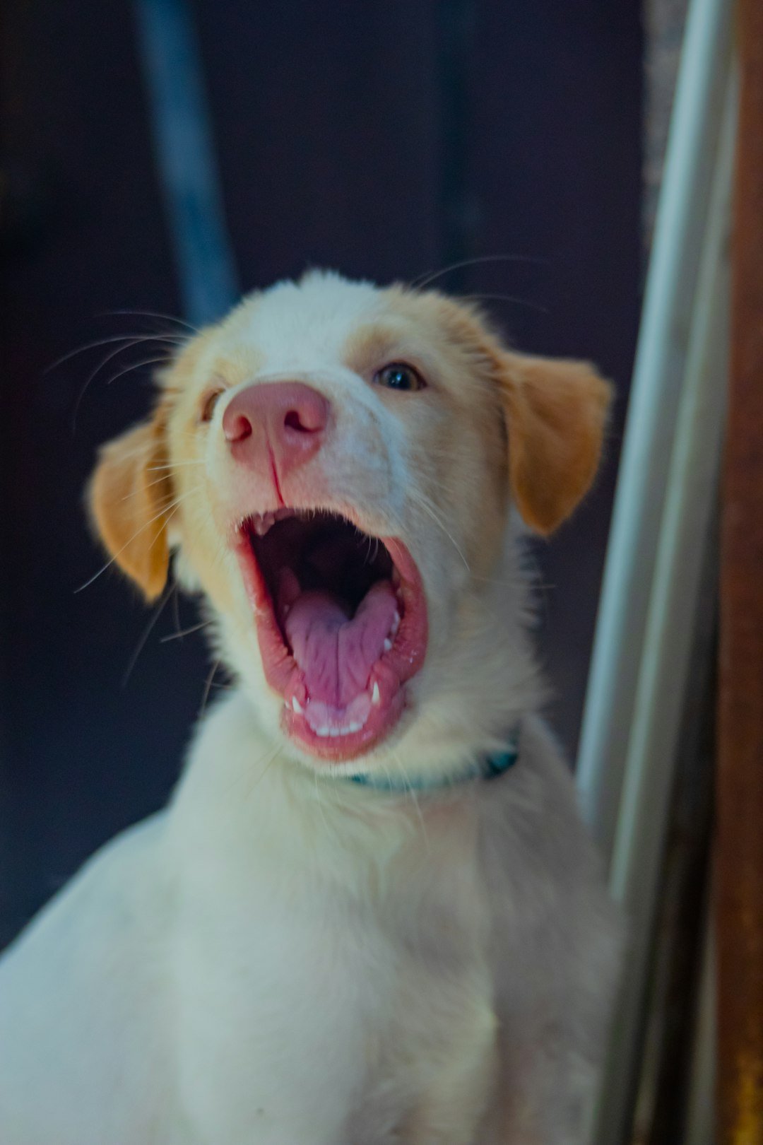 Tosse canina: filhote branco com a boca bem aberta, vocalizando