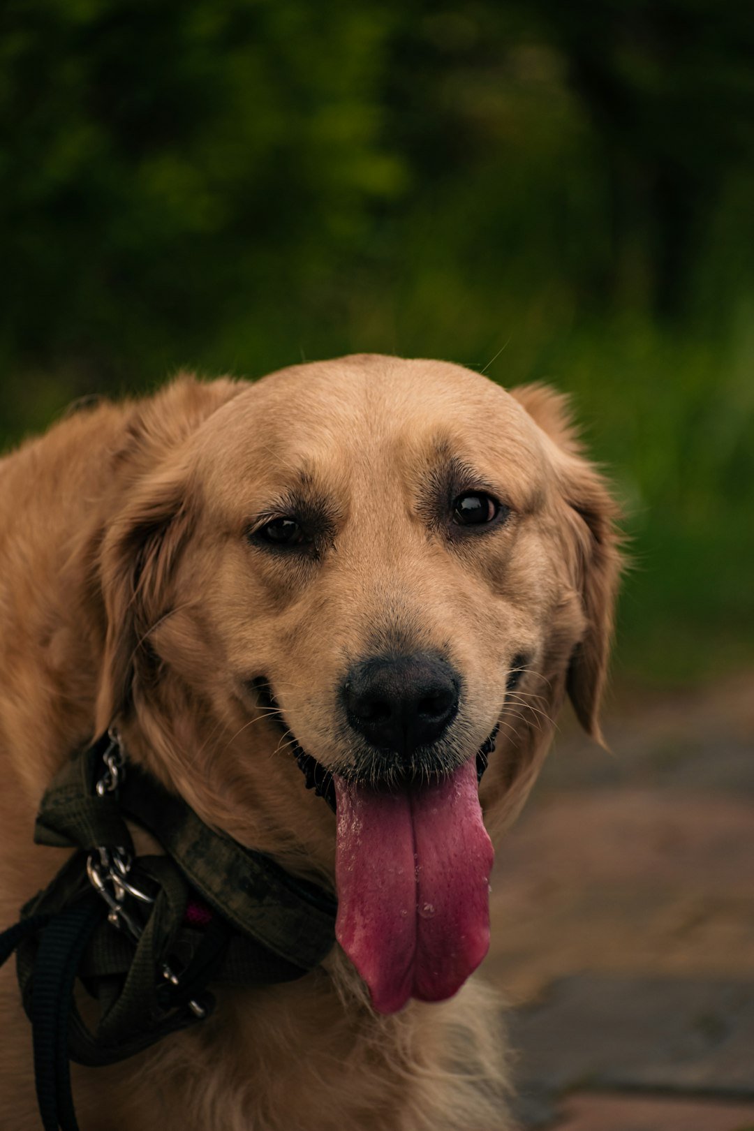 Tosse canina: cão ofegante com a língua para fora, sinal de esforço respiratório que pede atenção