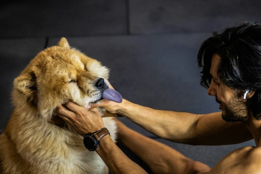 Transfusão de sangue em cachorro: tutora segura cão de pelagem longa castanha e branca no colo