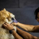 Transfusão de sangue em cachorro: tutora segura cão de pelagem longa castanha e branca no colo