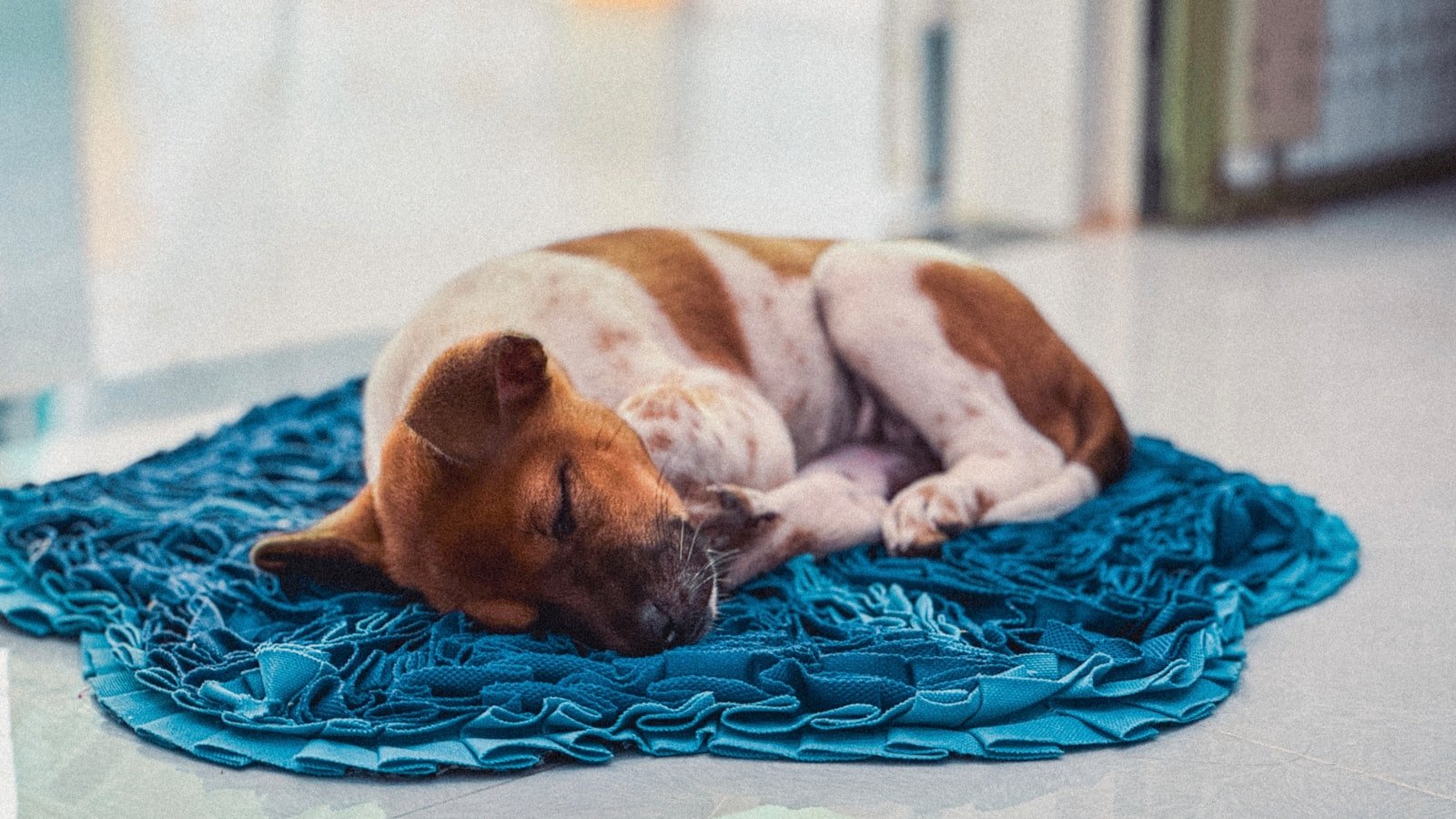 Transfusão de sangue em cachorro: cão castanho e branco deitado sobre uma manta azul, em repouso