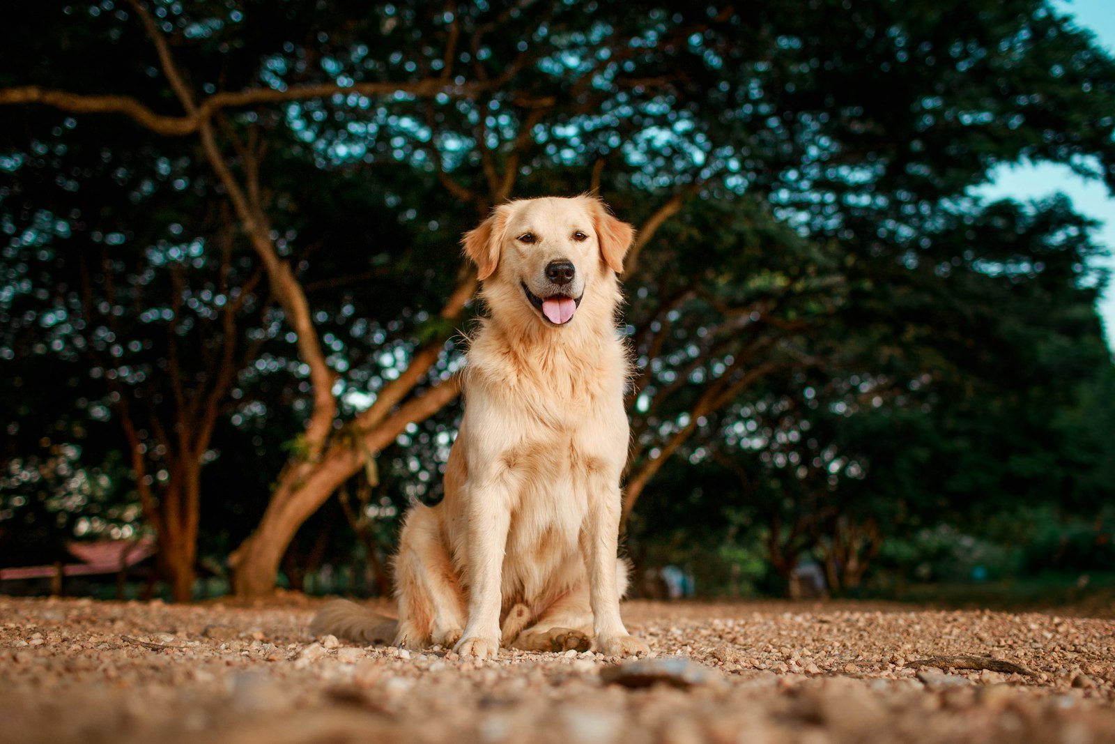 Transfusão de sangue em cachorro: golden retriever saudável sentado ao ar livre, com porte compatível ao de um doador